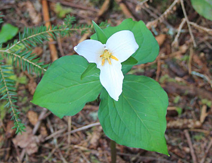 trillium small graphic